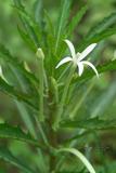 Hippobroma longiflora (L.) G. Don \