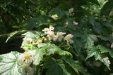 Begonia formosana (Hayata) Masamune forma albomaculata T. S. Liu & M. J. Lai մn}