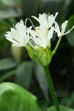 Proiphys amboinensis Herb. ¯