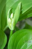 Proiphys amboinensis Herb. ¯