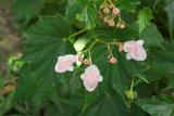 Begonia formosana (Hayata) Masamune n}