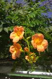 Campsis grandiflora (Thunb.) Schum. ߻