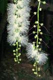 Barringtonia racemosa (L.) Blume ex DC. XФ
