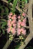 Barringtonia racemosa (L.) Blume ex DC. XФ