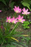 Zephyranthes rosea...