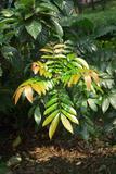 Meliosma rhoifolia Maxim. sަ