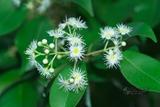 Syzygium formosanum (Hayata) Mori OW