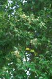 Syzygium formosanum (Hayata) Mori OW