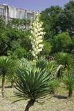 Yucca gloriosa L. 븭