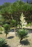 Yucca gloriosa L. 븭
