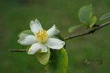 Camellia tenuifolia (Hayata) Cohen-Stuart Ӹs