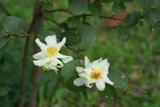Camellia tenuifolia (Hayata) Cohen-Stuart Ӹs