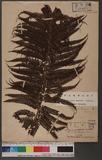 Alsophila spinulosa (Hook.) Tryon OW