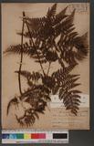Dennstaedtia scabra (Wall.) Moore 碗蕨