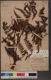 Hypolepis tenuifolia (Forst.) Bernh. 細葉姬蕨