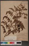 Microlepia speluncae (L.) Moore 熱帶鱗蓋蕨