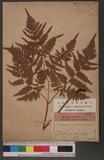 Pteridium aquilinum (L.) Kuhn subsp. latiusculum (Desv.) Shieh 蕨