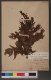 Pteridium aquilinum (L.) Kuhn subsp. wightianum (Wall.) Shieh 巒大蕨