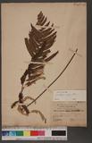 Microlepia marginata (Panzer) C. Chr. 邊緣鱗蓋蕨