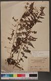 Microlepia speluncae (L.) Moore 熱帶鱗蓋蕨