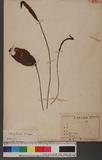 Cheiropleuria bicuspis (Blume) Presl P