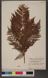 Pteridium aquilinum (L.) Kuhn subsp. latiusculum (Desv.) Shieh 蕨