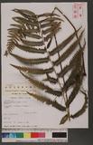 Microlepia marginata (Panzer) C. Chr. 邊緣鱗蓋蕨