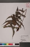 Woodwardia orientalis Sw. F誯Ό