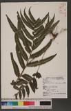 Microlepia marginata (Panzer) C. Chr. t\