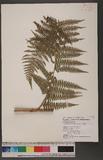 Dennstaedtia smithii (Hook.) Moore qJ