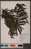 Alsophila spinulosa (Hook.) Tryon OW