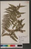 Dennstaedtia smithii (Hook.) Moore qJ