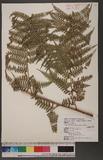 Dennstaedtia smithii (Hook.) Moore qJ