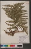 Dennstaedtia smithii (Hook.) Moore qJ