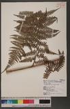 Dennstaedtia smithii (Hook.) Moore qJ