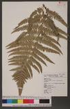 Pteridium aquilinum (L.) Kuhn subsp. wightianum (Wall.) Shieh rj