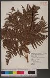 Pteridium aquilinum (L.) Kuhn subsp. latiusculum (Desv.) Shieh 