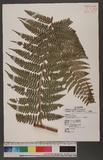 Dennstaedtia smithii (Hook.) Moore qJ