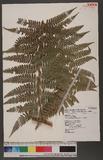 Dennstaedtia smithii (Hook.) Moore qJ