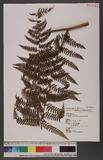 Dennstaedtia smithii (Hook.) Moore qJ