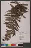 Dennstaedtia smithii (Hook.) Moore qJ