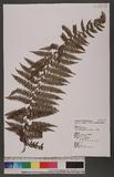 Dennstaedtia smithii (Hook.) Moore qJ