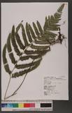 Microlepia marginata (Panzer) C. Chr. var. bipinnata Makino O_\