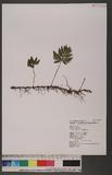 Humata trifoliata Cav. 츭ۿ