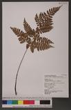 Acrorumohra hasseltii (Blume) Ching Ƹտ
