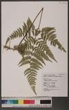 Dennstaedtia scabra (Wall.) Moore J