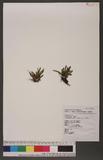Scleroglossum pusillum (Blume) v. A. v. R. 革舌蕨
