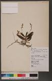 Thrixspermum laurisilvaticum (Fuk.) Garay 黃蛾蘭