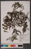 Dennstaedtia scandens (Blume) Moore `J