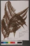 Woodwardia orientalis Sw.var. formosana Rosenst. OWΌ
